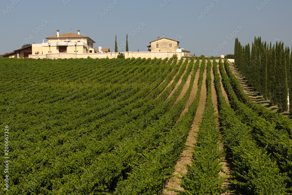 Italian vineyard on a sunny day