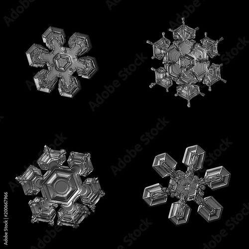 Four snowflakes isolated on black background. Macro photo of real snow crystals: small stellar dendrites with glossy relief surface, short, broad arms, ornate shapes and fine hexagonal symmetry.