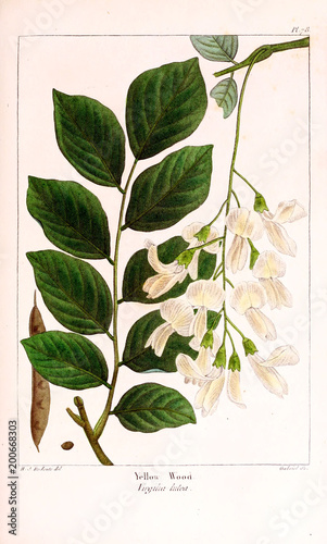 Illustration of plant photo