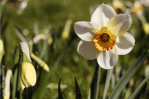 Fototapeta Naklejka Na Ścianę i Meble -  A beautiful narcissus.