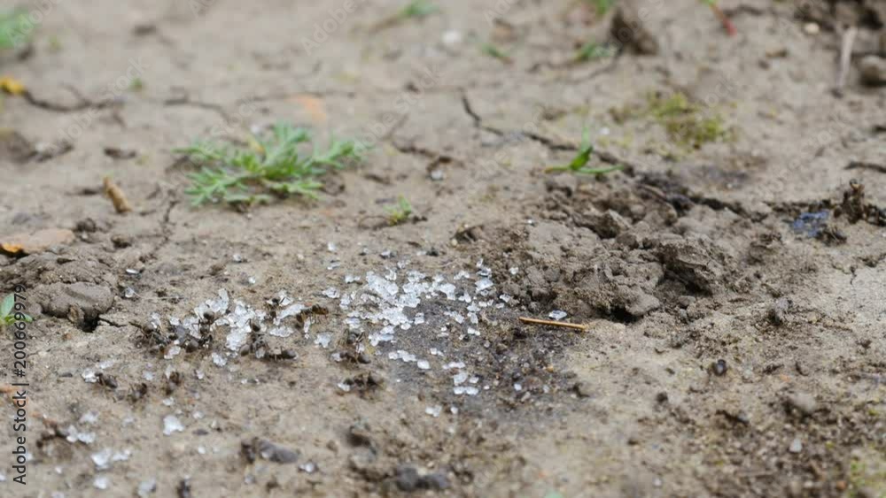 Ants collect sugar Ants collect sugar