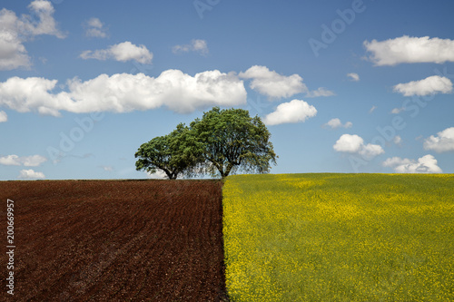 olive landscape Alentejo Portugal 