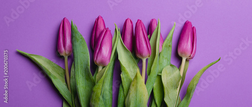 Beautiful purple tulip background. Purple tulips