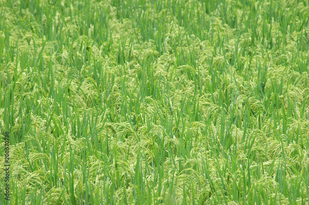 green rice field in farmland in Asia green rice field in farmland in Asia