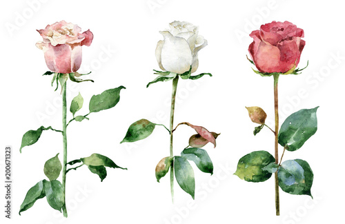 Watercolor roses on white background