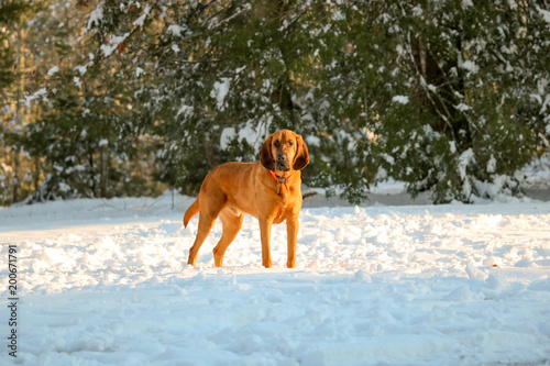 Bloodhound in the Snow