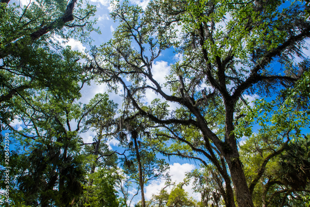 Obraz premium Juniper Springs, Florida