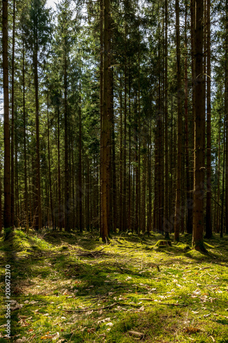 Sonnenstrahlen im Frühling im Bayerischen Wald mit viel Bäumen und Moos