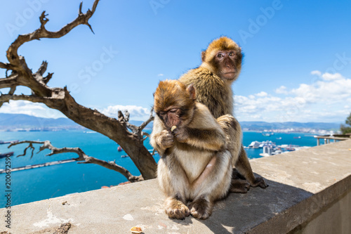 Barbary macaques of Gibraltar 
