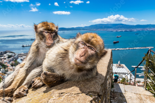 Barbary macaques of Gibraltar  photo