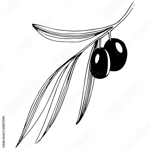 Olive tree in a vector style isolated. Full name of the plant: Branches of an olive tree. Vector olive tree for background, texture, wrapper pattern, frame or border.