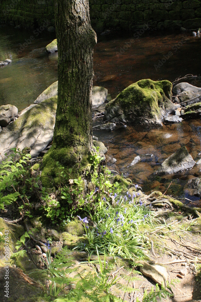 Hardcastle Crags, Yorkshire, England Hardcastle Crags, Yorkshire, England