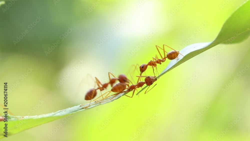 Ant action standing.Ant bridge unity team,Concept team work together,Video footage show sacrifice of ant Ant action standing.Ant bridge unity team,Concept team work together,Video footage show sacrifice of ant