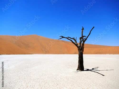 Dead Tree Namibia