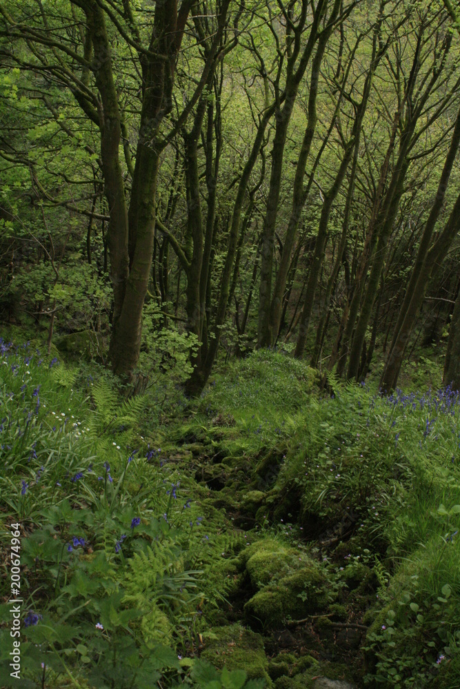 Hardcastle Crags, Yorkshire, England Hardcastle Crags, Yorkshire, England