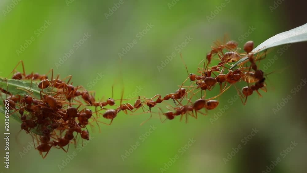 Ant action standing.Ant bridge unity team,Concept team work together,Video footage show sacrifice of ant Ant action standing.Ant bridge unity team,Concept team work together,Video footage show sacrifice of ant