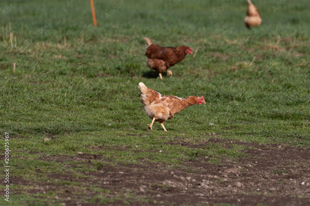 Fototapeta premium Hühner in der Freilandhaltung auf einer grünen Wiese im Sonnenschein
