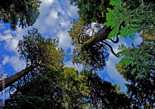 View up at Forest Canopy with puffy clouds and blue sky, Camp Connell, California  photo