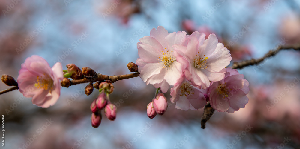 Sakura, Cherry Blossom in Spring