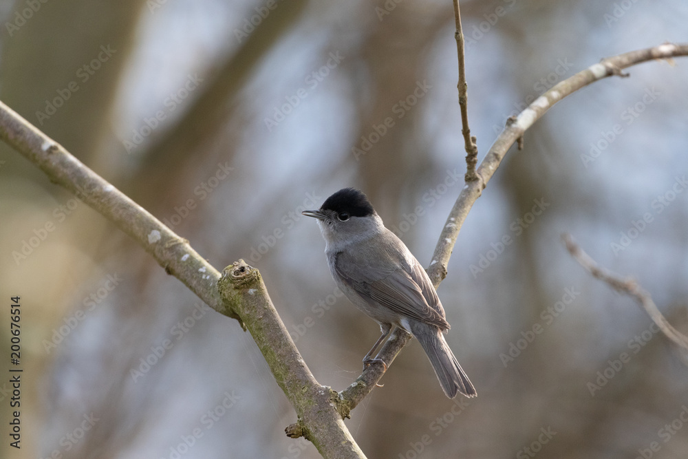 Männliche Mönchsgrasmücke auf einem Ast in einem Baum im Frühling Männliche Mönchsgrasmücke auf einem Ast in einem Baum im Frühling