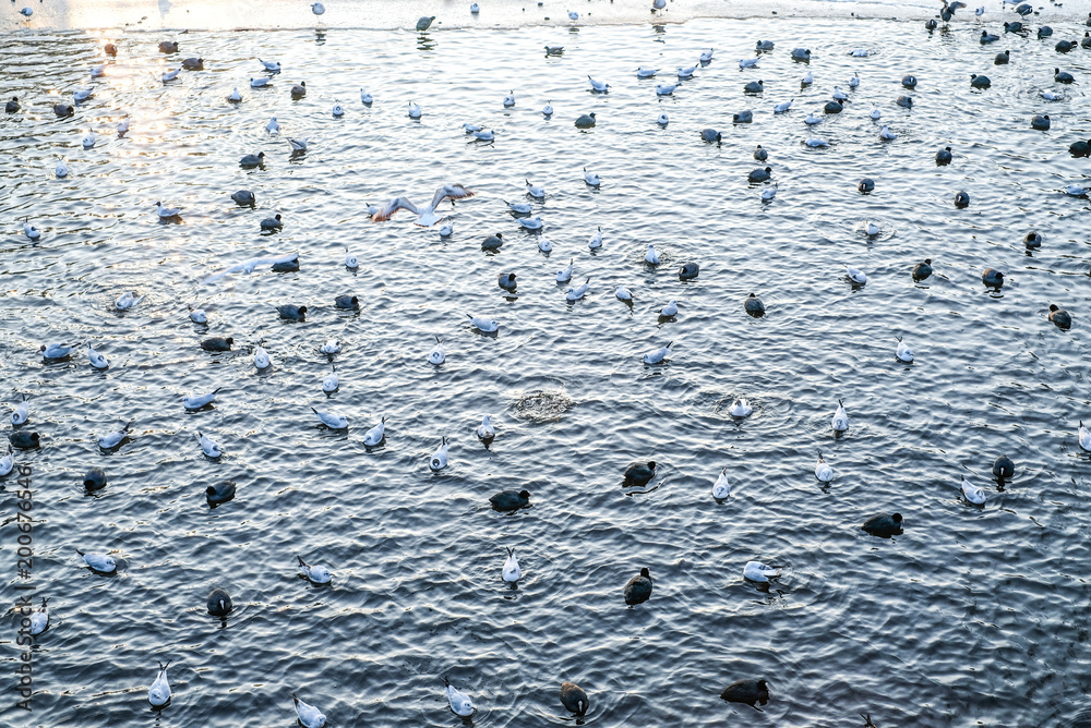 gulls and birds in the water in Hamburg, Germany gulls and birds in the water in Hamburg, Germany