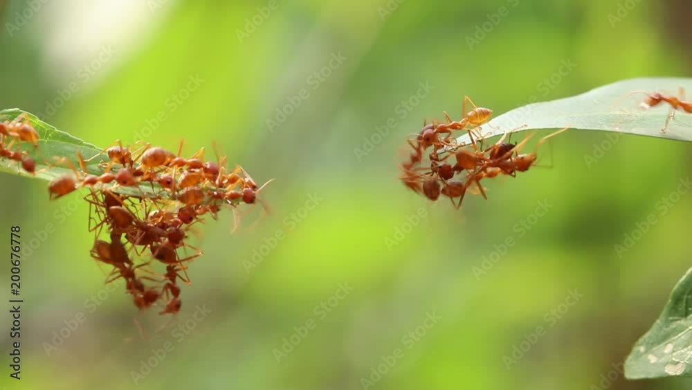 Ant action standing.Ant bridge unity team,Concept team work together,Video footage show sacrifice of ant
