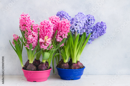 Gardening concept with hyacinth fresh flowers photo