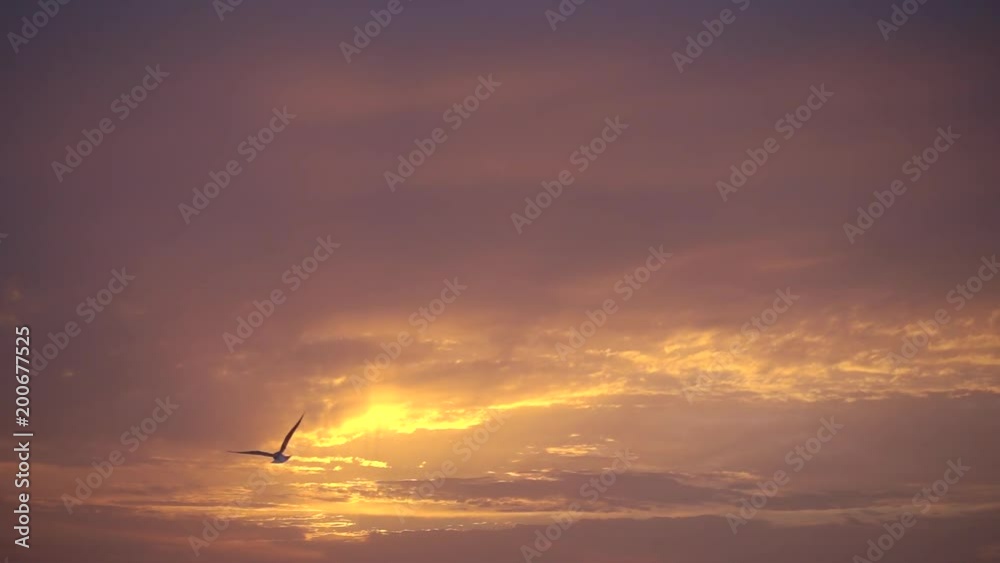 Slow motion, majestic sunset and one bird flies to sun.