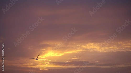 Slow motion, majestic sunset and one bird flies to sun.