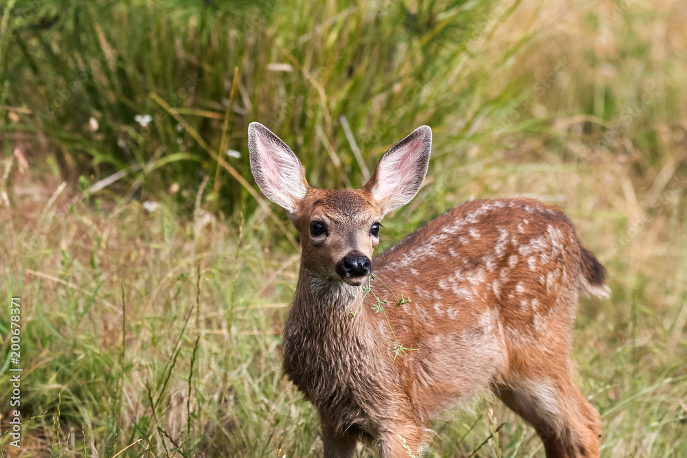 White-tailed deer fawn