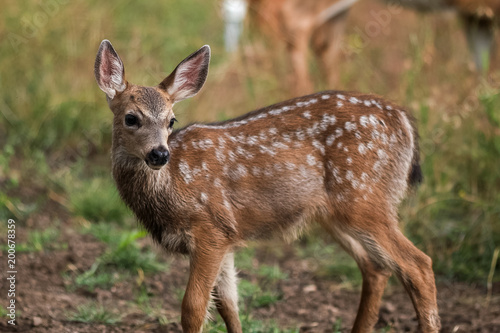White-tailed deer fawn © davidhoffmann.com