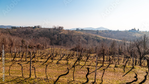 Winter morning in the vineyards of Collio  Italy