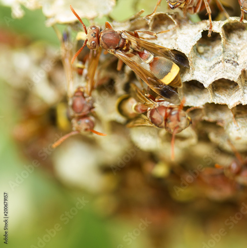 Group of wasp, hornets.  photo