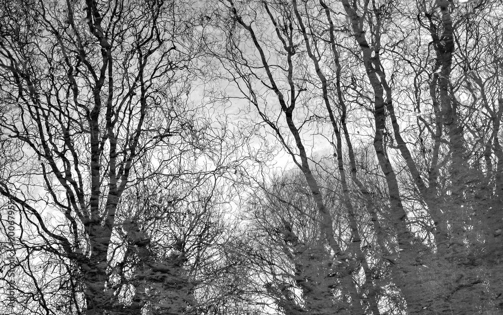 Reflejos Reflejos
