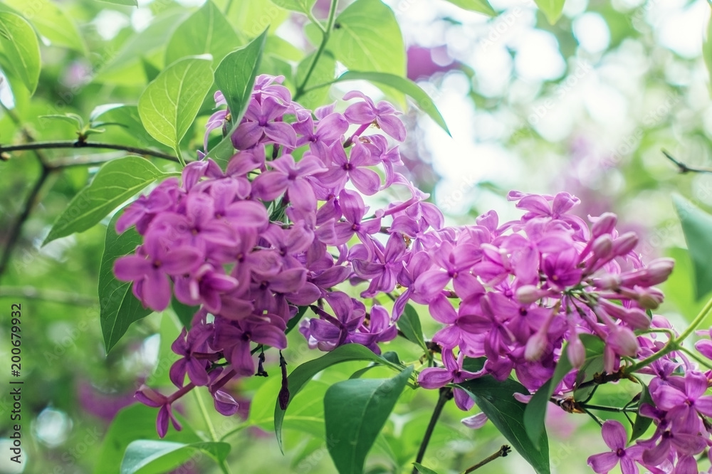Branch of pink lilac. Branch of pink lilac.
