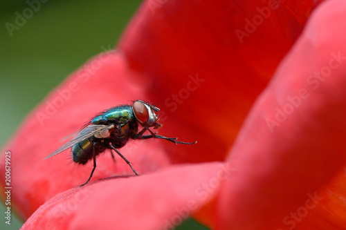 Big very beautiful blowfly on flower