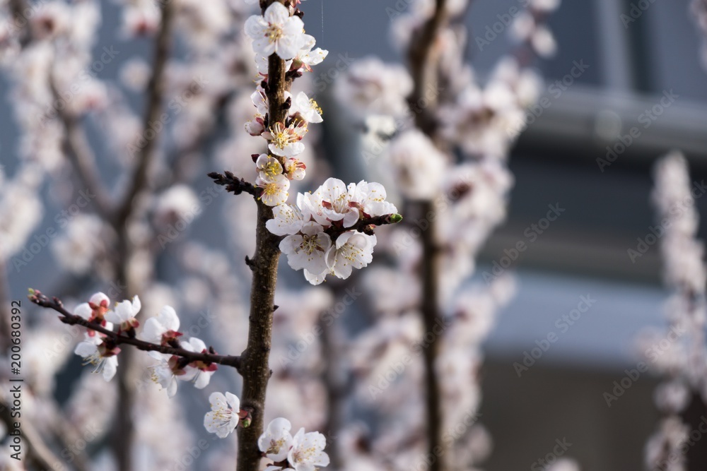 Spring tree flowering. Pink flowers. Slovakia