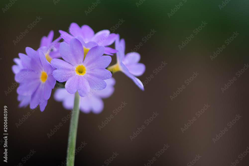flowers spring nature love flowers spring nature love