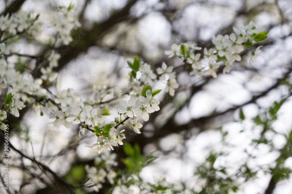 Spring tree flowering white blooming tree. Slovakia Spring tree flowering white blooming tree. Slovakia