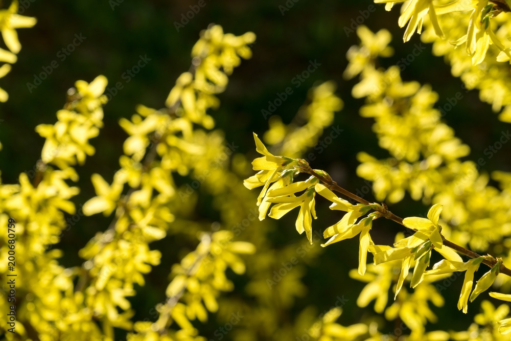 Spring tree flowering - Forsythia flower. Slovakia Spring tree flowering - Forsythia flower. Slovakia
