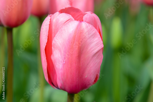 Spring Tulip Fields