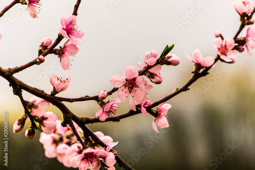 Japanese chery blossom