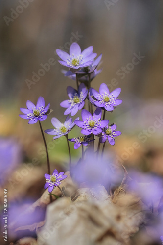 Hepatica nobilis - Common Hepatica, liverwort, kidneywort, pennywort, Anemone hepatica