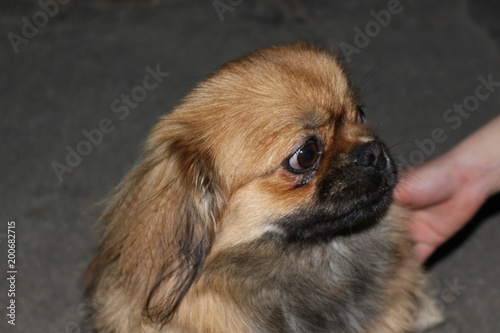 Pekingese brown dog