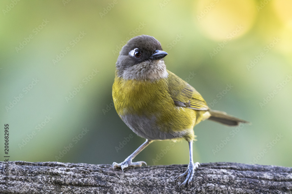 Fototapeta premium common chlorospingus alajuela costa rica