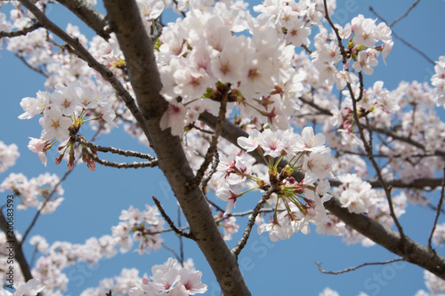 hanami