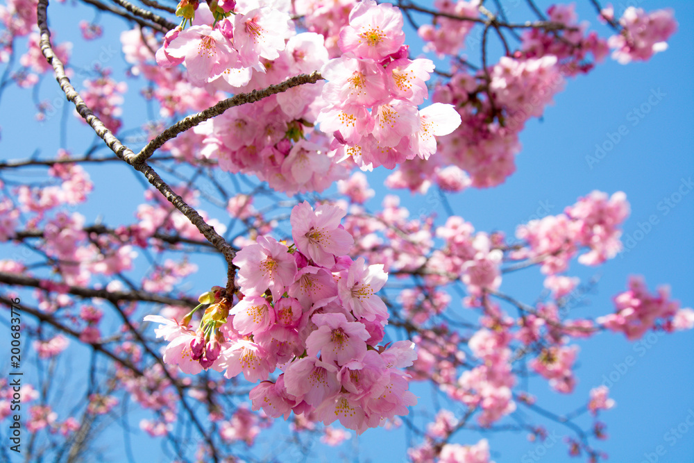 Obraz premium hanami