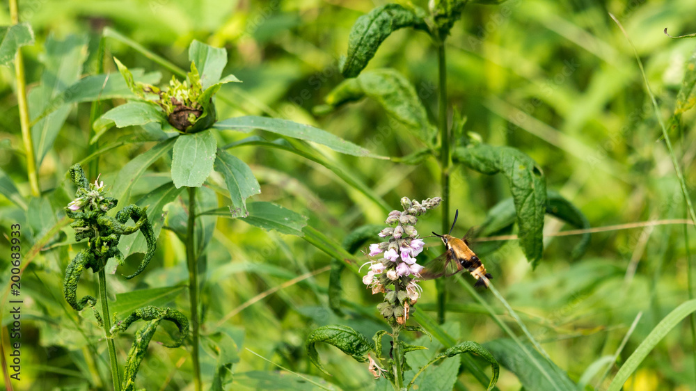 Snowberry Clearwing (Hemaris diffinis) in flight drinking nectar from a flower. Snowberry Clearwing (Hemaris diffinis) in flight drinking nectar from a flower.