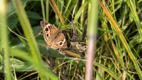 Common Buckeye (Junonia coenia) warming its wings during sunset on the prairie