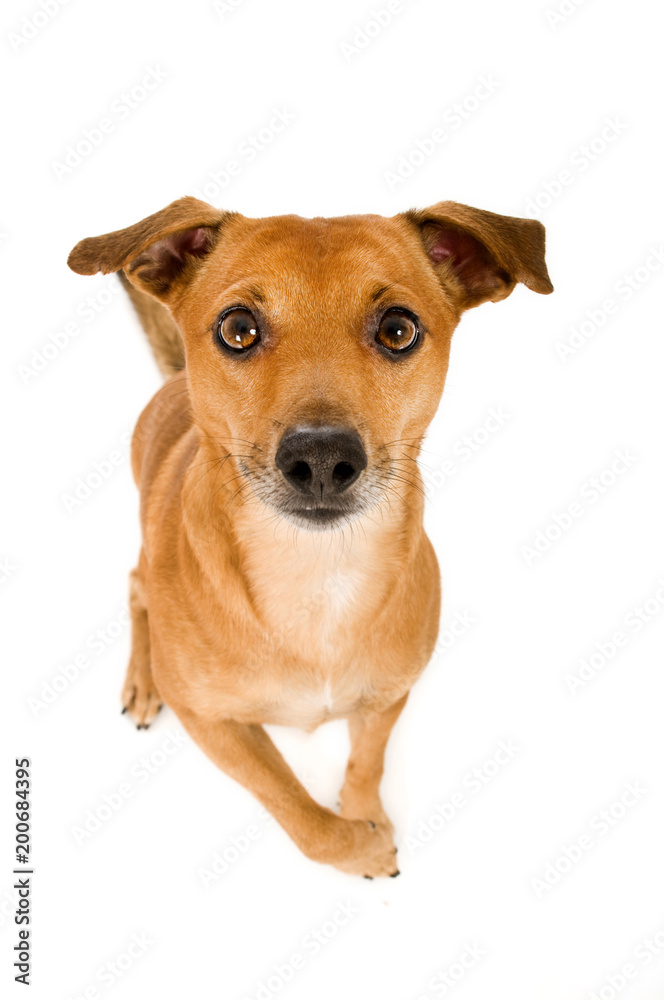 Kleiner Mischlingshund von oben isoliert auf weißem Hintergrund Kleiner Mischlingshund von oben isoliert auf weißem Hintergrund